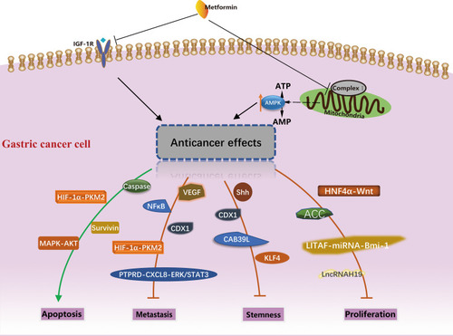 Figure 1 Potential molecular mechanism of anti-cancer activity of metformin in gastric cancer. The different biological processes and molecules involved were summarized.