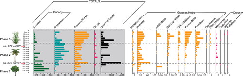 Figure 5. Results of the phytolith analysis from Unit T2-11, White Marl. Results expressed as a percentage of the total phytolith morphotypes identified. Charcoal (in black) is presented as overall counts per 1 cm3 > 125 um. Radiocarbon dates at depths of 190 and 90 cm. Hashed lines indicate main vegetation phases. Overall data summary indicative of three main vegetation phases highlighted by gray box.