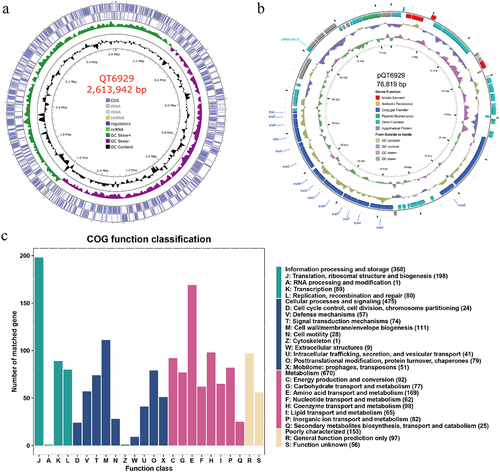 Figure 1. Genome visualization and annotation of strain QT6929. (A) Chromosome; (B) Plasmid. The element colour of each circle is indicated in the legend; (C) Clusters of Orthologous Groups (COG) analysis of strain QT6929 genome.