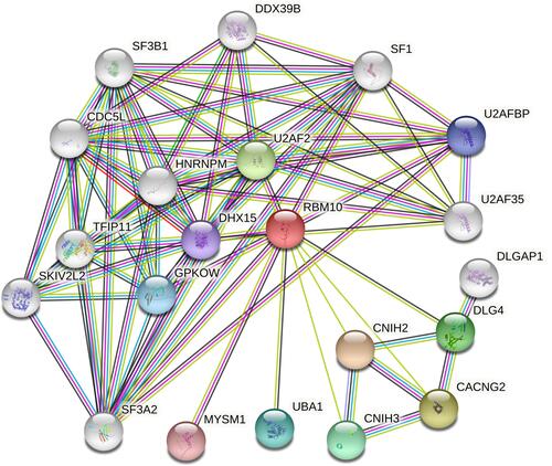 Figure 5 Protein–protein interaction network between RBM10 and other proteins.