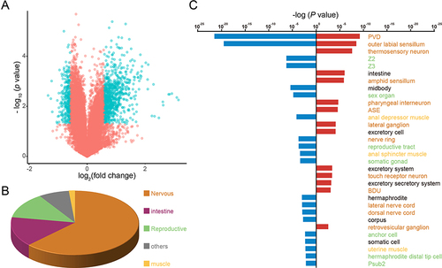 Figure 3 The nervous system is the main target organ for Au NPs treatment. (A) Volcano plot of expression changes of approximately 20,000 genes in C. elegans after Au NPs treatment. Each gene was plotted by fold change and p-value. Genes that have increased or decreased expression with fold change>1.5 and P value <0.05 are marked as blue hollow circles. Genes with increased or decreased expression for fold changes <1.5 and P values >0.05 are labeled as red hollow circles. Tissue enrichment analysis of genes that were significantly increased (blue) and decreased (red) in the Au NPs-exposed C. elegans group is shown by pie charts (B) and bar graphs (C).