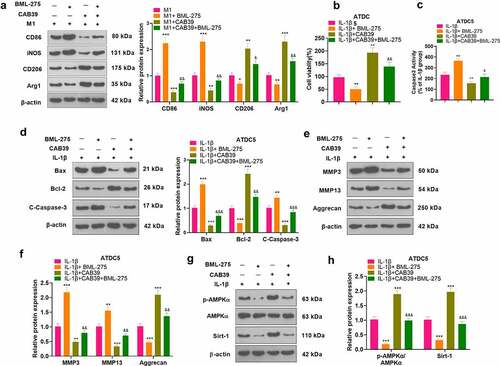 Figure 6. Inhibition of the AMPK/Sirt-1 pathway attenuated CAB39’s promoting effect on the M2 phenotype of macrophages and its protective effect on chondrocytes.