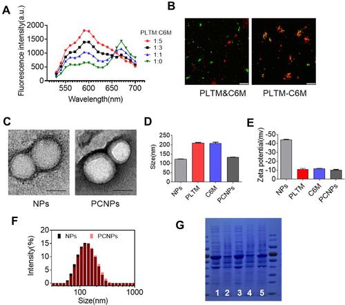 Figure 1 Fabrication and physicochemical characterization of PCNPs. (A) Platelet membrane was doped with a pair of FRET membrane probes and fused with increasing amounts of C6 cell membrane. The recovery of fluorescence emission from the donor was monitored at the lower emission peak (525 nm, PLTM: C6M = platelet membrane protein to C6 cell membrane ratio). (B) Laser scanning confocal microscopy images of either a mixture of PNPs and CNPs or of the PCNPs (red = C6 cell membrane, green = platelet membrane; scale bar = 10 μm). (C) Representative TEM images of bare PLGA cores and PCNPs, negatively stained with uranyl acetate (scale bar = 100 nm). (D and E) Z-average size and surface zeta potential of bare PLGA cores, PNPs, CNPs, and PCNPs, as measured by DLS. (F) Z-average size of bare PLGA cores and PCNPs. (G) Protein content visualization of 1: platelet, 2: C6 cells, 3: PNPs, 4: CNPs, and 5: PCNPs, run on SDS polyacrylamide gel electrophoresis at equivalent protein concentrations followed by Coomassie Brilliant Blue staining. Data are represented as mean ± S.D of three independent experiments.