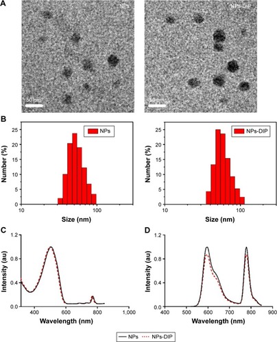Figure 3 Characterization of nanoparticles.Notes: (A) Representative TEM images of nanoparticles. Scale bar: 50 nm. (B) DLS measurements of size distribution of two indicated nanoparticles in water. (C) Ultraviolet–visible absorption spectra of NPs-DIP and NPs. (D) Fluorescence emission spectra of NPs-DIP and NPs, the excitation wavelength is 494 nm.Abbreviations: TEM, transmission electron microscope; DLS, dynamic light scattering; NPs, nanoparticles; NPs-DIP, Ser–Glu-functionalized NPs.