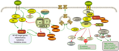 Figure 2. Various pathways involved in dysregulation of insulin signallingCitation3. Activation of ir by their ligands initiates a cascade of phosphorylation events. And irs1 activates the PI3K-Akt pathway by recruiting and activating PI3K, which phosphorylates the serine/threonine residue of protein kinase B (Akt). Akt regulates the translocation of GLUT4 to the cell surface through AS160. Binding of AGE to its receptor RAGE impairs insulin signal by triggering a range of signalling pathways, including JNK, NF-κB, and activation of PKC. Red indicates inhibitory effects and green indicates positive effects.
