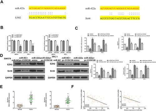 Figure 5 CCDC26 up-regulates EZH2/Sirt6 expression by sponging miR-422a in thyroid cancer cells. (A) The interaction of miR-422a with EZH2 and Sirt6 3ʹ UTR identified by bioinformatic analysis using Targetscan (http://www.targetscan.org/vert_72/). (B) Luciferase activities in SW579 and TPC-1 cells transfected with wild type EZH2 and Sirt6, and EZH2 and Sirt6 with mutated miR-422a-binding site determined by luciferase reporter gene assays. (C and D) SW579 and TPC-1 cells were treated with control mimic (miR-NC), miR-422a mimic, or co-treated with pcDNA3.1-CCDC26 (pc-CCDC26) overexpression vector and control mimic (miR-NC) or miR-422a mimic. (C) EZH2 and Sirt6 mRNA levels measured by qPCR. (D) Protein expression of EZH2, Sirt6, and GAPDH tested by Western blot analysis. The results of Western blot analysis were quantified by ImageJ software. (E) EZH2 and Sirt6 expression measured by qPCR in the thyroid cancer tissues (n=50) and adjacent normal tissues (n=50). (F) The correlation of EZH2 and Sirt6 with miR-422a analyzed by qPCR in thyroid cancer tissues (n=50). Data are presented as mean ± SD. Statistic significant differences were indicated: *P < 0.05, **P < 0.01, #P < 0.05.