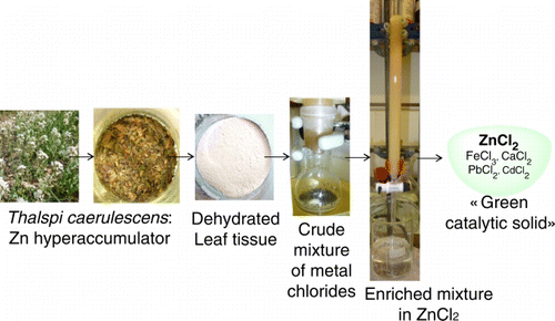 Figure 1.  Preparation of enriched mixture in ZnCl2/HCl and the “green catalytic solid.”
