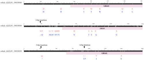 Figure 3. Sequence difference of the three DELLA genes between the two parents. The white line in the black block indicates the SNP, the triangle represents the nucleotide insertion/deletion in the CDS gene of QDY by comparing that of ZZ1. The pink block indicates the gene region that encodes the functional GRAS domain. Two-row letters represent the amino acid change caused by sequence difference, and the red and blue letter indicates the amino acid sequence of respectively QDY and ZZ1. ‘-’ indicates the deletion of amino acid.