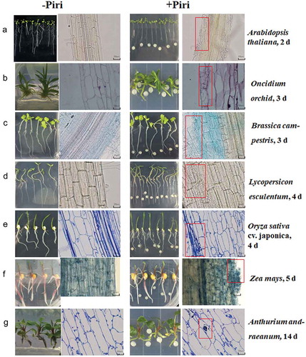 Figure 1. Microscopic detection of root colonization of different host species by P. indica. Root segments, starting 3 cm away from the root tip, were cut into 2 cm sections for microscopic analyses. Left panel: mock treatment, right panel: co-cultivation with P. indica. The pictures show root section from the seven investigated plant species stained with lactophenol or trypan blue between 2 and 14 dai. (a) A. thaliana, 2 dai; (b) Oncidium orchid, 3 dai; (c) Brassica campestris, 3 dai; (d) Lycopersicon esculentum, 4 dai; (e) Oryza sativa cv. japonica, 4 dai; (f) Zea mays, 5 dai; (g) A. andraeanum, 14 dai. Bar = 20 um. Red boxes highlight sections colonized by P indica in root tissues.