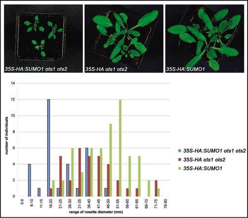 Figure 1 Arabidopsis wild-type (Columbia) or ots1-1 ots2-1 double mutantsCitation9 were transformed with pEarleyGate 201 vectors carrying N-terminal HA-tagged Arabidopsis SUMO1 with the floral dipping method.Citation12 T1 seeds were sown on Agar/MS plates containing BASTA (20 mg/L glufosinate ammonium) and after ten days BASTA resistant seedlings were transferred to soil under a 16 h of light/8 h of dark photoperiod at 22°C with a light intensity of 90 µmol·m−2·s−1. Two weeks later, T1 plants were photographed (upper) and the rosette diameter of each plant was measured and compared (lower).