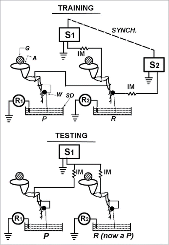 Figure 4. During 'initial training' the 'left prothoracic ‘P' and ‘R' legs' are wired in series and the tarsal lead of P, upon extension into the saline dish, initiates shock pulses to both P and R legs with the same current, and these pulses are recorded as an indication of P's leg position and activity. When the tarsal lead of R makes contact with its saline dish during the 'initial training period', no shock is given to either leg, but the pulses initiated by R are recorded just as they are for P as an indication of R's leg position and activity during initial training. During the 'testing period' the legs are now wired in parallel and each leg can, upon extension into its own saline dish, initiate shock only to itself. The shocks initiated by each leg are recorded. There have been several variations of this procedure. Even with these procedural variations there has been great consistency in the results obtained. The advantages of this particular procedure are: (1) the legs of P and R are identically wired and stimulated; (2) no alteration of the actual wiring on the P and R legs themselves is required in going from training to testing; (3) R's leg position can be recorded during training. Abbreviations used: G, glass rod that the cockroach is attached to by its dorsal surface; A, animal; W, wax dab to insulate the tarsal lead from the leg; SD, saline dish; S1, S2, stimulators; Synch., synchronous frequency output from both P (S1) and R (S2) stimulators; R1 , R2, polygraph recorders for pulses initiated by P and R tarsal leads when they make contact with the saline.Citation22,23 (Reprinted with permission from Elsevier).