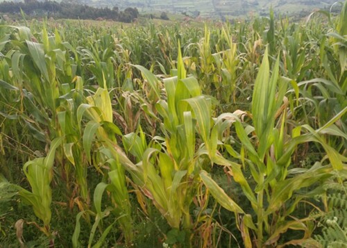 Figure 1. Maize plants infected with MLN, showing the various symptoms observed. Photo taken by Faith Njeru at farmers’ field in Kenya.