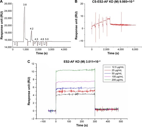 Figure 5 Binding ability of CS-ES2-AF to the CD44 receptor in vitro. (A) pH scouting of CD44 in acetate buffer solution. (B) SPR sensorgram of different concentrations of CS-ES2-AF over a chip with immobilized CD44. (C) SPR sensorgram of different concentrations of ES2-AF over a chip with immobilized CD44.Abbreviations: CS, chondroitin sulfate; SPR, surface plasmon resonance.