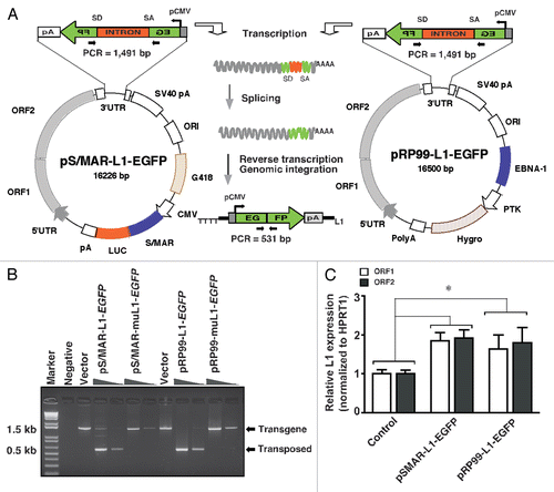 Figure 1 Design of the L1 retrotransposition cassette for somatic mutagenesis. (A) Schematic diagrams of L1-EGFP expression cassettes used for L1 retrotransposition assays in cultured human cells. The left part shows the newly designed S/MAR-based L1 episomal system. pS/MAR-L1-EGFP encoding resistance to geneticin (G418) and S/MAR sequence fused with luciferase reporter (LUC). The right part shows the currently available EBNA1-based L1 episomal system. pRP99-L1-EGFP encoding resistance to hygromycin (Hygro) and EBNA1 for replication in mammalian cells. In both expression systems, L1 transcription is driven by its own 5′UTR, which harbors an internal promoter. The L1 retrotransposon contains an intron-interrupted EGFP reporter in the 3′UTR region with its own CMV promoter and polyadenylation signal (pA). The EGFP indicator cassette is in the antisense orientation relative to L1. Only when EGFP is transcribed from the L1 promoter, spliced, reverse transcribed and integrated into the genome does a cell become GFP-positive. As a negative control, inactive L1 (pS/MAR-muL1-EGFP or pRP99-muL1-EGFP) containing two missense mutations in ORF1 was used. Arrows depict the location of the geno-5 (left) and geno-3 (right) primers used in the PC R assay shown below. SD, splice donor; SA, splice acceptor. (B) Detection of L1 retrotransposition events in cultured human cells. The geno-5 and geno-3 primers that flank the intron in EGFP were used for PCR amplification of genomic DNA and products were analyzed on a 1.2% agarose gel. PCR products of 1.49 kb (corresponding to the intron-containing transgene) and 530 bp (corresponding to the retrotransposed insertion that lacks the 909 bp intron) are shown. Negative, genomic DNA from untransfected cells; Vector, 1 ng plasmid DNA; Marker, 1 kb-plus DNA marker (Invitrogen). As a negative control for retrotransposition, inactive L1 (pS/MAR-muL1-EGFP and pRP99-muL1-EGFP) vectors were used. (C) Quantitative real-time RT-PC R analysis of L1 transcripts was conducted in control cells (transfected with retrotransposition-defective vector) or pRP99-L1-EGFP and pS/MAR-L1-EGFP-transfected cells 72 h post-transfection. The data are shown as relative fold change of L1 ORF1 and L1 ORF2 mRNA levels compared to control cells after normalizing to the housekeeping gene HPRT1. The levels of mRNA expression in control cells was set to 1. Each point represents the averages of three independent experiments. *p = 0.001. Error bars show s.d. (n = 3).