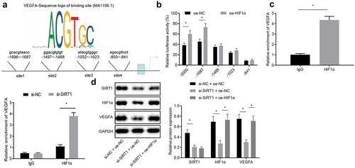 Figure 6. SIRT1 elevates VEGFA expression via repressing HIF1α. A, Prediction of possible binding sites for HIF1α and VEGFA promoters by JASPAR website; B, Verification of binding relation between HIF1α and VEGFA promoters by dual luciferase reporter gene assay. C, Detection binding condition of HIF1α binding to promoter 2 of VEGFA by ChIP assay. D, Analysis of VEGFA expression by Western blot analysis. The experiment was independently repeated three times. * p < 0.05 vs. upon treatment of upon treatment of IgG, oe-NC, upon treatment of si-NC + oe-NC.