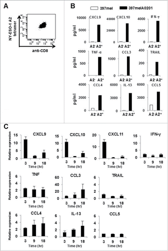 Figure 1. CXCR3 ligand mRNAs are sensitive indicators of specific immune responses. (A) Peripheral blood T cells from a healthy donor were expanded in vitro and retrovirally transduced with the NY-ESO-1p157–165/HLA-A0201-specific TCR. The CD8+ T cells positively stained by the NY-ESO-1 p157–165/A0201 tetramer were isolated by sorting. (B) Following overnight incubation of NY-ESO-1p157–165 specific CD8+ T cells with 397mel or 397melA0201, the levels of 48 cytokines/chemokines in the culture supernatants were evaluated using the Bio-Plex system. Data for nine selected cytokines/chemokines that increased in an HLA-A2 dependent manner are shown. (C) PBMC from A24+ donors latently infected with EB virus were stimulated with EBNA3A246–254 (RYSIFFDYM) peptide or DMSO as a control, and total RNA was extracted at the indicated time points. The fold increase of mRNA levels of the nine selected cytokines/chemokines and of CXCL11 compared with the DMSO control was evaluated by RT-qPCR. Expression of each gene was normalized to that of GAPDH. One representative data set out of three independent experiments is shown. Data represent relative quantity means ± SD.