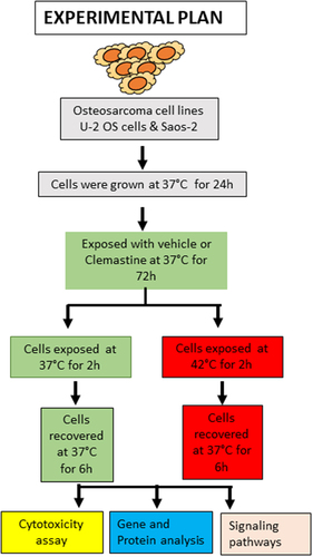Figure 1. Schematic diagram of the experimental plan. The osteosarcoma cell lines (U2- OS and Saos-2) were cultured at 37°C for 24 h and then exposed to vehicle/clemastine at 37°C for 72 h. Another set of cells were exposed to hyperthermia at 42°C for 2 h and returned to 37°C for a 6 h recovery phase. The expression of multiple signaling pathway markers was analyzed after treatment.