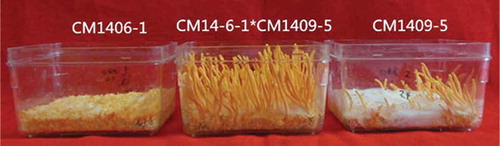 Figure 2. Fruiting bodies produced of combinations CM1406-1×CM1409-5.Figura 2. Cuerpos fructíferos producidos por combinaciones de CM1406-1×CM1409-5