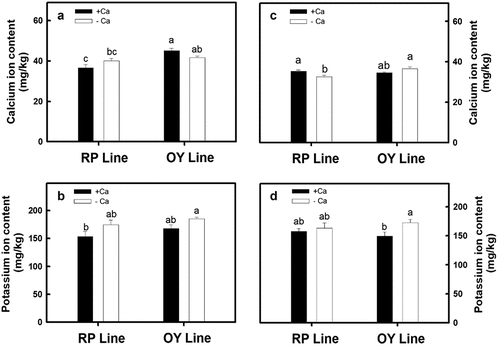 Figure 5. The effect of calcium carbonate on Ca+ and K+ content in the stem of different djulis lines. (A) Ca+ content and (B) K+ content in the stem of the RP and OY djulis lines cultivated in spring. (C) Ca+ content and (D) K+ content in the stem of the RP and OY djulis lines grown in autumn. RP line – red spike djulis; OY line – yellow spike djulis; Bars represent means ± SE; Bars followed by the same letter are not significantly different at P < 0.05.