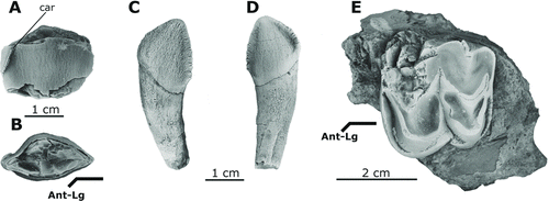 FIGURE 6 Upper dentition of Arretotherium meridionale, sp. nov. A, UF 244295, left upper canine, lingual view; B, occlusal view; C, UF 245609, right upper incisor (Ix), labial view; D, lingual view; E, UF 244174, partial left M3, occlusal view.