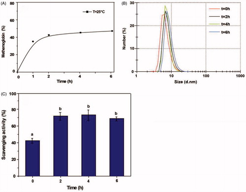 Figure 2. Effects of reaction time on the PolyHb-Tempol product. Time-dependent changes in the proportion of metHb (A), particle size (B) and superoxide radical scavenging activity (C) after glutaraldehyde addition to the Hb and NH2-Tempol. Data (C) is mean ± SD of three independent experiments. The letters above the bars (a, b) indicate significant differences (p < .05) between time points.