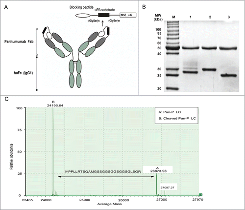 Figure 3. Design and in vitro proteolytic cleavage of Pan-P. (A) Schematic representation of Pan-P showing the blocking peptide, uPA substrate region, flexible peptide linkers and IgG1 backbone. (B) SDS-PAGE analysis of Pan-P before (lane 2) and after proteolytic cleavage with uPA (lane 1). Pan was used as control (lane 3). (C) Validation of sequence-specific cleavage in Pan-P when incubated with uPA by LC/MS analysis.