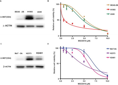 Figure 1. Validation of MET expression in cell lines and effect of MGCD516 in NSCLC and mesothelioma cells. A. Expression level of MET in NSCLC cell lines (A549, H1993) and lung epithelial cell line BEAS-2B were determined by immunoblotting. B. A549, H1993 and BEAS-2B were treated with increasing concentrations of MGCD516 for 72 hours. C. Expression level of MET in MPM cell lines (H2373, H2461) and mesothelioma control cell line MeT-5A were determined by immunoblotting. D. H2373, H2461 and MeT5A cell lines were treated with increasing concentrations of MGCD516 for 72 hours.