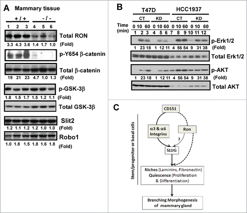 Figure 7. (A) Link between CD151 and receptor tyrosine kinase Ron in mammary epithelial cells. (A) Expression of Ron, Slit2, Robo1 and related signaling molecules in mammary glands. Blotting was conducted with tissues collected from CD151 WT (+/+) and KO (−/−) mice (n =3). (B) Altered signaling of Ron kinase. Human breast carcinoma cell lines (HCC-1937 and T47D), with and without CD151 ablation, were starved and subsequently stimulated with 30 ng/mL MSP, a ligand for Ron, followed by lysing in RIPA buffer and blotting with indicated signaling antibodies. (C) A working model of CD151 function during pubertal development of mammary glands.