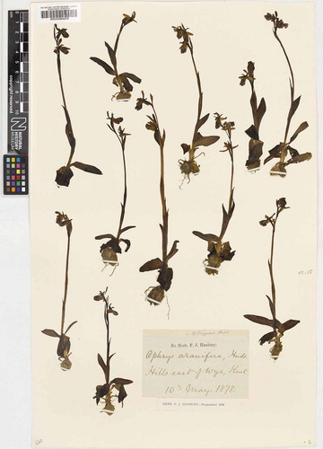 Figure 3. Herbarium sheet of Ophrys sphegodes collected by F. J. Hanbury in May 1878 and used in the study by Robbirt et al. (Citation2011) to investigate decadal changes in flowering times.
