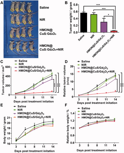 Figure 7. In vivo antitumour effects. (A) Images of tumors derived from mice after treatment with saline, saline plus NIR, HMON@CuS/Gd2O3, and HMON@CuS/Gd2O3 plus NIR. (B) Tumor weight of tumors derived from mice. (C&D) Tumor volume and relative tumor volume of tumors derived from mice. (D&E) Body weight and relative body weight of tumors derived from mice. N = 4, *p < .05, ***p < .001.