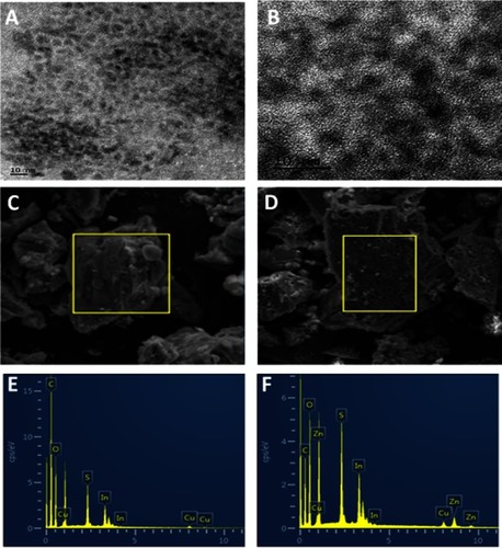 Figure 2 (A, B) TEM images of CuInS/ZnS QDs, SEM of CuInS QDs (C) and CuInS/ZnS QDs (D) and the EDS of CuInS QDs (E) and CuInS/ZnS QDs (F).Abbreviations: TEM, transmission electron microscopy; QDs quantum dots ; SEM, scanning electron microscopy; EDS, electron dispersive spectroscopy.