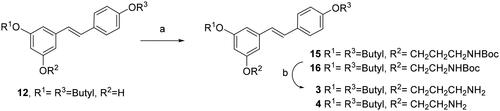 Scheme 3. Synthesis of monoamino alkyl resveratrol derivatives 3–4. Reagents and conditions: (a) ICH2CH2CH2NHBoc or BrCH2CH2NHBoc, K2CO3, DMF; (b) TFA, THF.