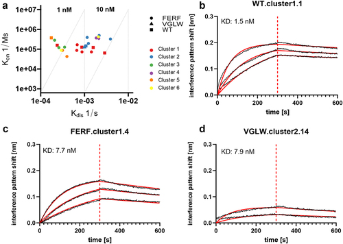 Figure 4. Binding capacities of humanized sdAbs and WT VHHs reformatted as one-armed SEEDbodies as determined by BLI.