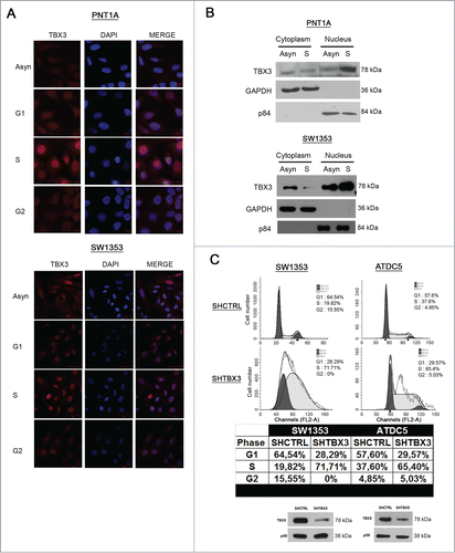 Figure 2. TBX3 protein levels and nuclear localization are highest in S-phase and it is required for progression through S-phase into G2 (A) Immunofluorescence at 40X magnification of PNT1A and SW1353 cells using a rabbit polyclonal anti-TBX3 antibody. All cells were stained with DAPI, to determine the location of the nuclei. (B) Subcellular fractionation was performed using PNT1A and SW1353 cell lysates. Nuclear and cytoplasmic extracts were subjected to western blot analyses and probed for TBX3 using anti-TBX3 antibody. GAPDH (cytoplasmic protein) and p84 (nuclear protein) expression were determined by anti-GAPDH and -p84 antibodies. (C) Upper panel: Flow cytometry of SW1353 and ATDC5 shTBX3 and shCtrl cells. Middle panel: Table showing percentages of cells in each phase of the cell cycle. Lower panel: Knockdown of TBX3 protein in SW1353 and ATDC5 cells was confirmed by western blotting using an antibody to TBX3. Anti-p38 antibody was used as a loading control.