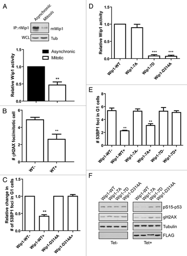 Figure 4. Activity of Wip1 is decreased in mitosis. (A) Endogenous Wip1 was immunoprecipitated using rabbit anti-Wip1 (H300) from asynchronously growing or NZ-arrested cells and phosphatase activity was measured in vitro. (B) Expression of Wip1-WT was induced or not by tetracycline in asynchronously growing cells. Number of γH2AX positive foci was determined by a manual evaluation of immunofluorescence staining in 70 mitotic cells (n = 3, error bars indicate ,, ** p < 0.01). (C) Expression of Wip1 or Wip1-D314A was induced (+) or not (-) by tetracycline and cells were probed for 53BP1. Number of 53BP1 positive nuclear bodies in G1 cells was determined by automated microscopy in 1000 cells (n = 3, error bars indicate SD, ** p < 0.01). (D) Expression of Wip1-WT, Wip1–7A, Wip1–7D and Wip1-D314A was induced by tetracycline, FLAG-tagged proteins were immunoprecipitated and the phosphatase activity was determined in vitro (n = 3, error bars indicate SD, ** p < 0.01). (E) Expression of Wip1-WT, Wip1–7A, Wip1–7D and Wip1-D314A was induced (+) or not (-) by tetracycline and number of 53BP1 nuclear bodies was determined by automated microscopy. Intensity of DAPI signal was used for gating of G1 cells (n = 3, error bars indicate SD, ** p < 0.01). (F) Expression of Wip1-WT, Wip1–7A, Wip1–7D and Wip1-D314A was induced (+) or not (-) by tetracycline; cells were treated with 0.5 μM adriamycine for 4 h, and whole-cell lysates were probed for pSer15p53 and γH2AX.