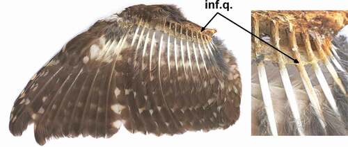 Figure 1. The Boreal Owl (male; specimen no. AMU–DABE AF45 from Finland), an open wing with secondary feather S12 (marked by arrow) infested by quill mites, Bubophilus aegolius sp. n