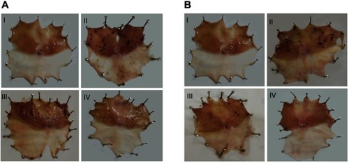 Figure 5 Macroscopic gross appearance of gastric mucosal tissues following (A) concurrent induction and treatment regimen and (B) post-treatment regimen.Notes: (I) Normal control group, (II) positive control group, (III) free APO treated group, and (IV) APO-loaded COS-NPs (F4) treated group. Oral dose of free or loaded APO was 14 mg/kg.Abbreviations: APO, apocynin; COS, chitosan oligosaccharide; NPs, nanoparticles.