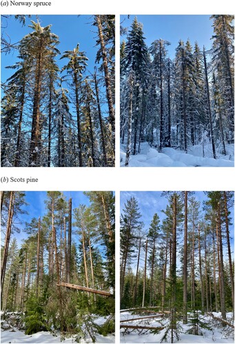 Figure 2. Examples of snow breakage of various degrees of severity in (a) Norway spruce and (b) Scots pine. (Photos by Peter Zubkov.)