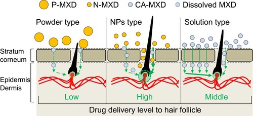 Figure 7 Scheme for drug delivery into the hair bulb for P-MXD (powder type), N-MXD (NPs type), and CA-MXD (solution type).Abbreviations: CA-MXD, commercially available minoxidil formulation; MXD, minoxidil; N-MXD, formulation based on minoxidil nanoparticles; P-MXD, formulation based on minoxidil powder; NPs, nanoparticles.