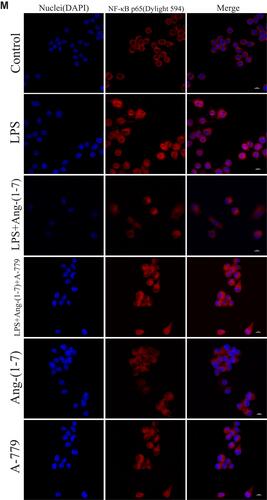 Figure 3 Ang-(1–7) regulates M1/M2 polarization in lipopolysaccharide (LPS)-stimulated RAW264.7 by altering the TLR4-mediated NF-κB pathway. (A–C) Representative Western immunoblots for TLR4, P65, P-P65, P-IκB, P38, P-P38, ERK1/2, P-ERK1/2, JNK, and P-JNK. (D–G and J–L) Bar graph showing the corresponding quantitative data. (H and I) The mRNA levels of TLR4 and P65 were determined by qRT-PCR. (M) Representative fluorescence images of the nuclear translocation of p65 in RAW 264.7 cells for each group (scale bar: 10μm). Error bars indicate the mean ± SD for three separate experiments, n = 3 for each group, *p < 0.05; **p < 0.01.