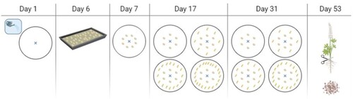 Figure 1. Timeline of the pot experiment. The watering system is marked with a blue X in the centre of each pot. Round seeds are lupin and long oval seeds are barley. Four pots are shown: LP, LB(1:1), LB(1:2) and LB(1:3). Day 1: Daily irrigation of all pots is initiated. Day 6: Inoculation of lupin seeds. Day 7: Sowing of 8 lupin seeds. Day 17: Reduction to 6 lupin seeds and sowing of 8, 16 and 22 barley seeds, respectively. Day 31: Reduction to 6, 12 and 18 barley seeds, respectively. Day 53: Harvest of both lupin and barley plants.