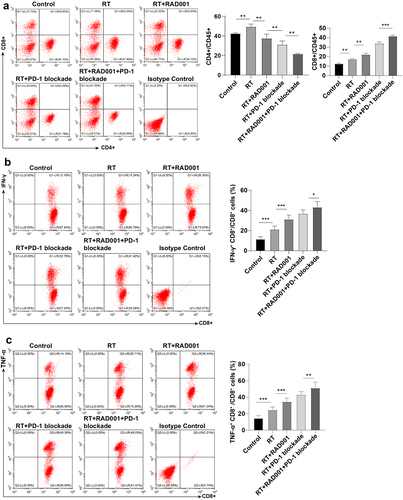 Figure 6. RAD001 combined with PD-1 blockade enhanced RT-induced CD8 + T cell number and killing ability in CC mice. (a) The number of CD8 + T and CD4 + T cells was measured by flow cytometry; (b) The ability of CD8 + T cells to produce IFN-γ was assessed using flow cytometry; (c) The ability of CD8 + T cells to produce TNF-α was evaluated via flow cytometry. The radiation dose was 6 Gy, N = 8. Data were presented as mean ± SD. One-way ANOVA was adopted for data comparisons among multiple groups and Tukey’s multiple comparisons test was implemented for the post hoc analysis. **P < 0.01, *P < 0.05.