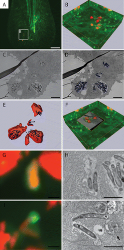 Figure 9. Correlative light and electron microscopy shows the ultrastructure of GFP-Lc3-positive structures. (A) CLSM image of infected Tg(CMV:EGFP-map1lc3b) zebrafish tail fin at 3 dpi. (B) Higher magnification of region indicated in (A), showing the projection view and the surface of the bacteria in red and of the GFP-Lc3 signal in green. (C) TEM image of the same area shown in (B). (D) Segmentation of adjacent TEM images showing the surface area of bacteria in blue. (E) Alignment of bacterial surfaces. The fluorescent signal (imaged by CLSM) is shown in red and the segmented surface (imaged by TEM) in blue. (F) 3D representation of CLSM and TEM images based on alignment shown in (E). (G) Magnified image of GFP-Lc3-positive structure enclosed 2 bacteria. (H) TEM image of the GFP-Lc3-positive compartment with bacteria shown in (G). (I) Magnified image with GFP-Lc3 signal in vicinity of bacteria. (J) TEM image of the same region, showing an initial autophagic vacuole, (indicated by arrow), at the tip of bacteria at same position as GFP-Lc3 signal in (H). The magnified inset shows the double membrane (arrowheads) and the ribosomes (asterisk) inside this vacuole. Scale bars: (A) 20 μm, (B–F) 5 μm, and (G and H) 1 μm.