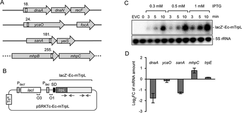 Figure 4. Induced Ec-rnTrpL overproduction affects the levels of three predicted target mRNAs. (A) Schematic representation of the localization of the putative interaction sites of Ec-rnTrpL in the analysed, predicted targets. Annotated genes are indicated by grey arrows and the putative interaction sites by white rectangles. The numbers indicate the codon at which the predicted interaction starts (see also Fig. 6A and Fig. S3). The grey horizontal line indicates chromosomal DNA; the dashed line indicates that mhpB and mhpC are part of a larger operon harbouring upstream and downstream genes. (B) Schematic representation of the tetracycline-resistance (TcR) plasmid used for IPTG-inducible production of lacZ′-Ec-rnTrpL. The promoter of the repressor gene lacI and the lac promoter are indicated by grey rectangles, the lacZ Shine-Dalgarno sequence by a black rectangle, the operators O1 and O3 are also indicated. The cloned Ec-rnTrpL sequence starts with ATG of trpL and ends with the transcription terminator (positions 27–140, see Fig. 1B). The grey arrows indicate the sRNA regions that base pair to form the anti-antiterminator and the terminator stem-loops (compare to Fig. 1). (C) Northern blot analysis of induced lacZ′-Ec-rnTrpL production in LB medium. Used IPTG concentrations and the induction time are indicated. EVC, empty vector control. After hybridization with an Ec-rnTrpL specific probe, the membrane was rehybridized with a probe detecting 5S rRNA (loading control). A representative blot is shown. (D) Analysis by qRT-PCR of changes in the levels of the indicated mRNAs upon Ec-rnTrpL induction in LB medium. The levels at 3 min after IPTG addition were compared to the levels before addition of IPTG (0 min). A control experiment with the EVC revealed no decrease in the mRNA levels of dnaA and sanA (Fig. S4). The rpoB gene was used as a reference. Shown are means and standard deviations from three independent experiments