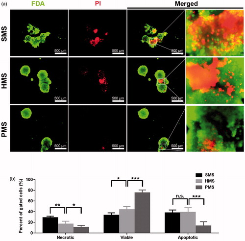 Figure 7. Apoptotic studies of cells proliferated for 6 days on solid, hollow and highly open porous PHBVHHx microspheres, respectively (abbreviated as SMSs, HMSs and PMSs). (a) The in-situ observation of living, dead or apoptotic cells on microspheres stained with FDA and PI under a fluorescence microscope and (b) comparison of percent of viable, necrotic, apoptotic cells on microspheres, respectively. n.s.: no significant difference; *p < .05; **p < .001; ***p < .005 (n = 4).