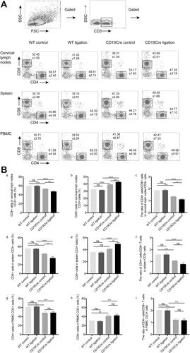 Figure 5 CD4+/CD8+T cell detection within the cervical lymph nodes and spleen and among PBMC. (A) Flow cytometry analysis demonstrating the presence of CD4+/CD8+T cells. (B) Percentages of CD4+/CD8+T cells within the cervical lymph nodes (a–c) and spleen (d–f) and among PBMC (g–i). Results are presented as the percentages and the ratio of CD4+/CD8+ T cells and shown as the mean ± standard error of the mean (n = 8 per group). *P < 0.05, **P < 0.01, ***P < 0.001, ****P < 0.0001, ns no significance (one-way ANOVA).