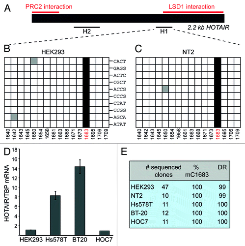Figure 1. HOTAIR lncRNA shows m5C in various cell types. (A) Schematic representation of HOTAIR RNA. Previously mapped PRC2 and LSD1-interacting regions are marked in red. Black lines designate the regions that were analyzed by BS sequencing. (B and C) Sequencing results of 10 clones derived from BS treated HOTAIR RNA from HEK293 (B) and NT2 (C) cells. Each horizontal row in the diagrams corresponds to one sequenced clone, each square to a specific C (numbers at the bottom indicate the position of the C within the HOTAIR sequence). Non-deaminated (i.e. methylated) Cs are shown as black squares, white squares are deaminated Cs and gray squares depict non-deaminated Cs that were considered BS treatment artifacts. Barcode labels of individual clones are indicated in (B). (D) Expression analysis of HOTAIR in the breast cancer cell lines Hs578T, BT20 and in HOC7 ovarian cancer cells. RT-qPCR results are expressed relative to values obtained from HEK293 cells. (E) Summary of BS sequencing results for HOTAIR in different cell lines; DR, deamination rate in percent.