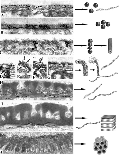 Figure 12. Semi-schematic illustration showing the main developmental steps in Chamaedorea microspadix (strongly clarified original micrographs, with several structural elements, emphasised by Indian ink, left column) and schematic images of micelle mesophases, which, according to our belief, correspond to the observed structural elements (right column). A. Early tetrad stage. A mixture of spherical units and long striped ribbons in the glycocalyx (see Figure 2C) corresponds to mixture of spherical micelles and so-called segmented worms. B. Early tetrad stage. Many spherical units in the glycocalyx (see Figure 2D) correspond to spherical micelles. C. Early tetrad stage in progress. Spherical units, arranged first into radially oriented columns and then to rod-like structures (see Figure 2F), correspond first to columns of spherical micelles, then to cylindrical micelles. D. Middle tetrad stage. Funnel-like procolumella (see Figure 3E), consisting of several bent rod-units with a dark core and light halo (shown by arrows) corresponds to a cluster of bent normal cylindrical micelles. E. A similar procolumella on the point of contrast change (see Figure 3F) corresponds to a cluster of bent normal cylindrical micelles on the point of switch to inverse micelles. F. Rod-like unit of a procolumella with a light core and dark halo after contrast reversal (see Figure 3H) corresponds to bent reverse cylindrical micelle. G. Striped ribbon-like structures and chains of tiny vesicales (as initial foot layer) in the glycocalyx (a fragment of Figure 3D) correspond to two micelle forms, i.e., “segmented worms” and strings. H. Late tetrad stage. The foot layer after progressive sporopollenin accumulation which bears traces of segmentation (see Figure 4D) corresponds to initial “segmented worms” and strings, arranged to perforated layer. I. Late tetrad stage in progress. The first white-lined endexine lamella and fragments of new-forming lamellae (see Figure 5B) correspond to laminate (“neat”) micelles and strings or/and perforated layers. J. The first intine layer with cylindrical units (see Figure 10B) corresponds to layer of hexagonally packed cylindrical micelles (“middle” micelles).