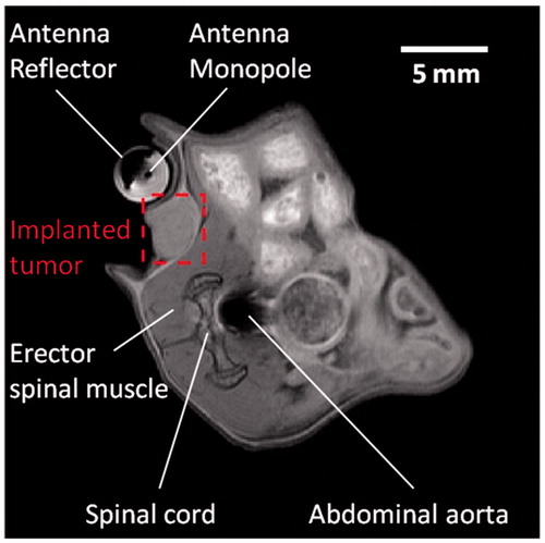 Figure 10. Anatomical axial image depicting the microwave applicator and in vivo mice with implanted subcutaneous tumour enclosed within the red-dashed line.