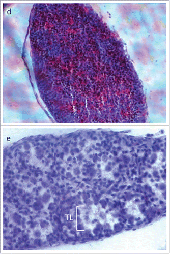 Figure 4. Testes from neonatal N. metallicus illustrating (A) normal testis with well-defined seminiferous tubules (ST score D 0), (B) testis with moderately defined seminiferous tubules (ST score D 1), (C) testis with poorly defined seminiferous tubules (ST score 2), (D) testis with no seminiferous tubules (ST score D 3), (E) testis demonstrating testicular lesions. PGC, primordial germ cell; EN, elongated nucleus; TL, testicular lesion. All testes are stained with haematoxylin, eosin and sectioned at 6 μm, and magnified at 400 ×.